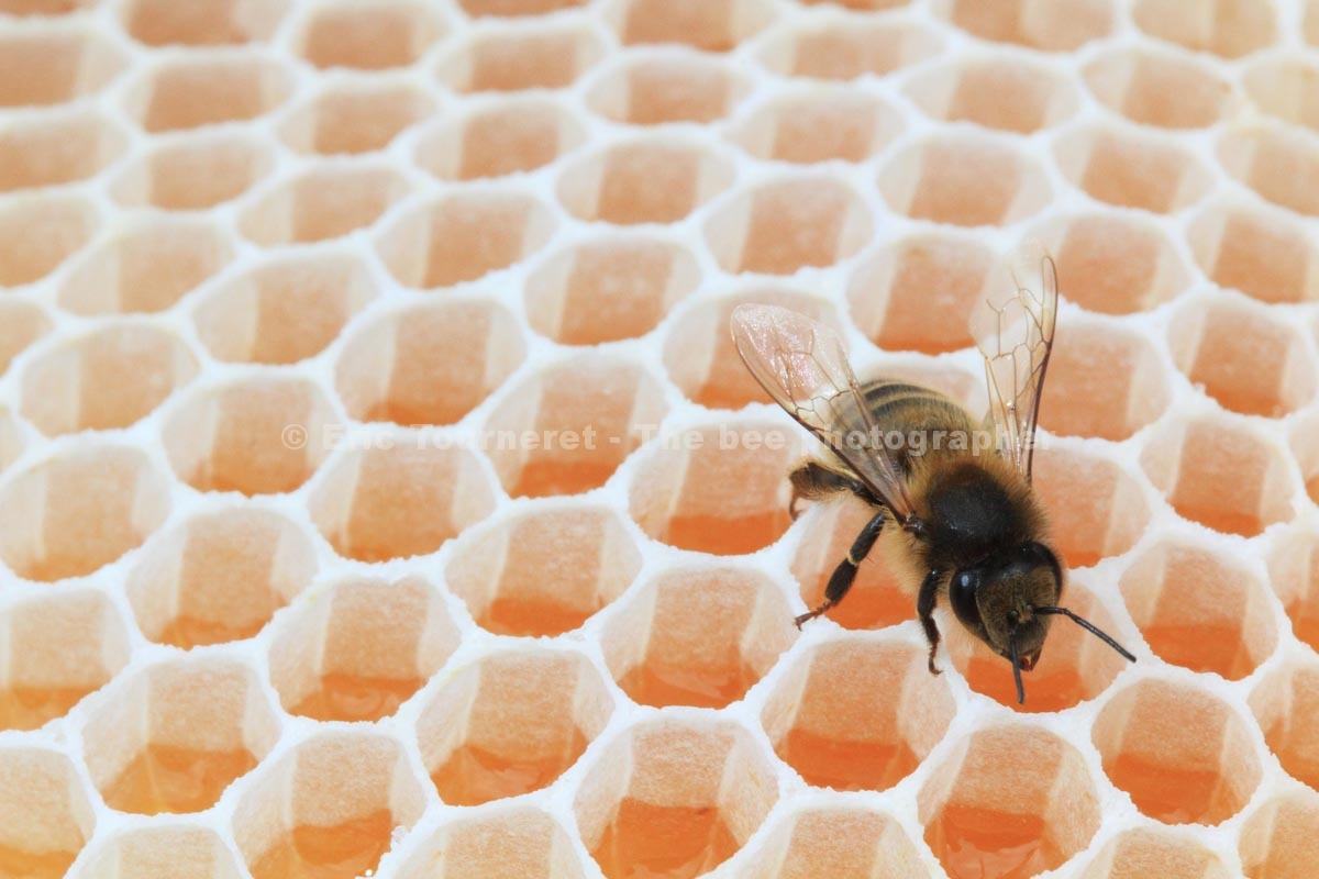Une abeille posée sur des alvéoles remplies de miel. Photographie : Eric Tourneret